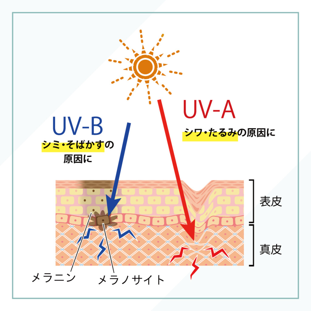 紫外線の肌への影響